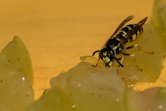 Vespula