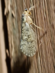 Halesus