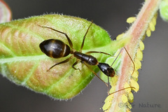 Camponotus carin