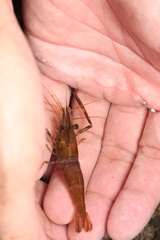 Macrobrachium asperulum