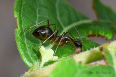 Camponotus carin