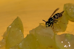 Vespula