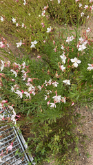 Oenothera lindheimeri