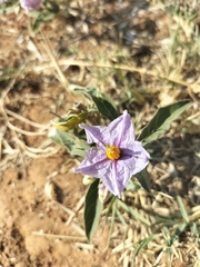 Solanum campylacanthum