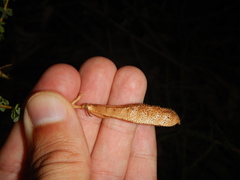 Adenocarpus anisochilus
