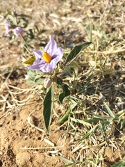 Solanum campylacanthum