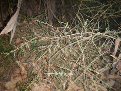 Adenocarpus anisochilus