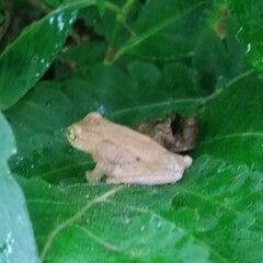 Raorchestes luteolus