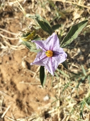 Solanum campylacanthum