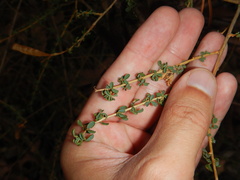 Adenocarpus anisochilus