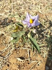 Solanum campylacanthum