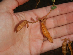 Adenocarpus anisochilus
