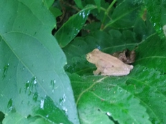 Raorchestes luteolus