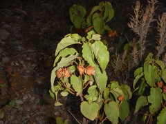 Cistus populifolius
