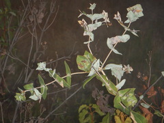 Lonicera implexa