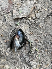 Hydrophilus aterrimus