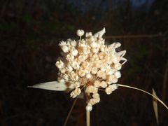 Allium ampeloprasum