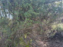 Cissampelos capensis