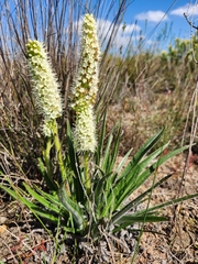 Echiostachys incanus