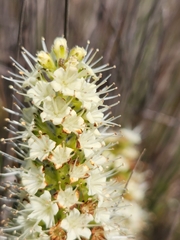 Echiostachys incanus