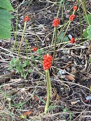 Arum cylindraceum
