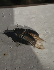 Serrognathus titanus castanicolor