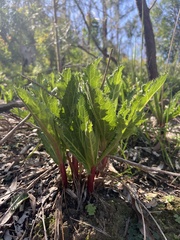 Lichtensteinia lacera