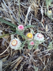 Helichrysum argyrosphaerum