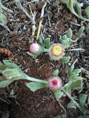 Helichrysum argyrosphaerum