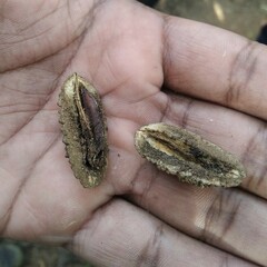 Elaeocarpus tuberculatus