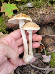 Amanita wellsii