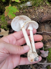 Amanita wellsii