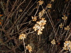 Helichrysum stoechas