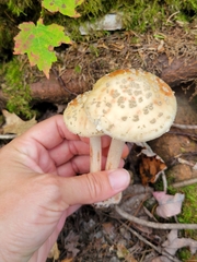Amanita wellsii