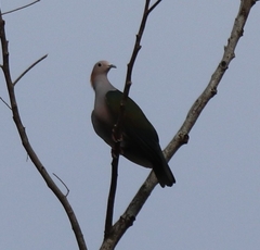 Ducula aenea paulina