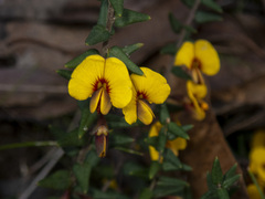 Bossiaea cinerea