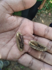 Elaeocarpus tuberculatus