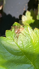Neoscona arabesca