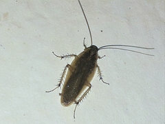 Blaberoidea