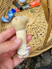 Hypomyces hyalinus