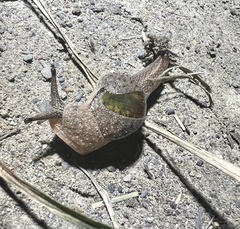 Helicarioninae