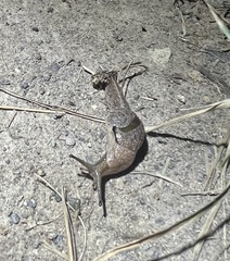 Helicarioninae