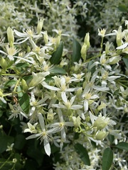 Clematis aristata