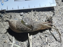 Helicarioninae