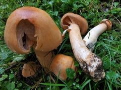 Cystoderma aureum