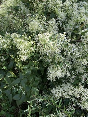 Clematis aristata