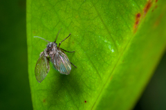 Psychodinae