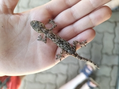 Hemidactylus mabouia