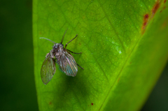 Psychodinae