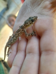 Hemidactylus mabouia
